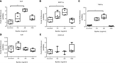 SARS-CoV-2/ACE2 Interaction Suppresses IRAK-M Expression and Promotes Pro-Inflammatory Cytokine Production in Macrophages